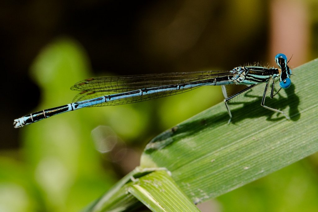 Blaue-Federlibelle-Platycnemis-pennipes-white-legged-damselfly.jpg