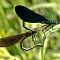 Blaufluegel-Prachtlibelle-Paarung-Calopteryx-virgo-Beautiful-demoiselle-mating.jpg