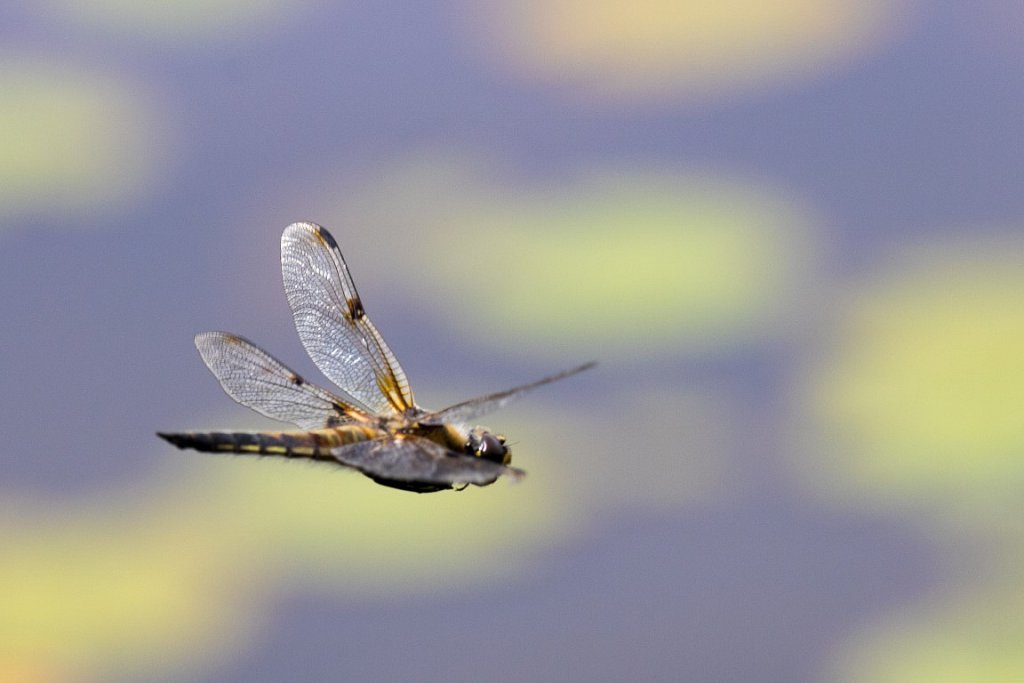 Vierfleck-im-Flug-Libellula-quadrimaculata-Four-spotted-chaser-in-flight.jpg