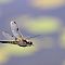Vierfleck-im-Flug-Libellula-quadrimaculata-Four-spotted-chaser-in-flight.jpg
