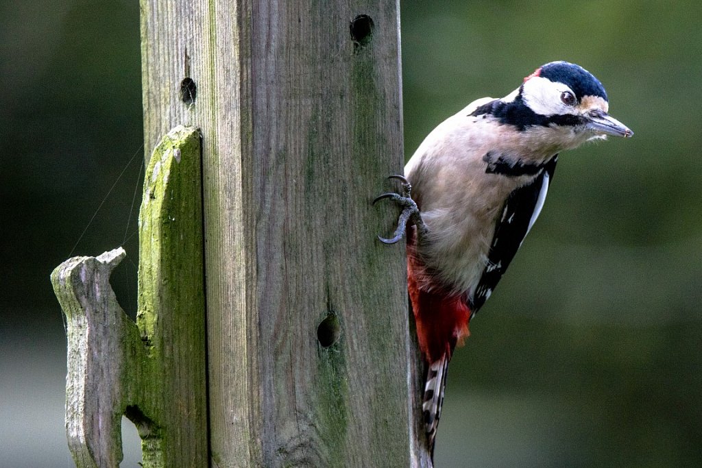 Grosser-Buntspecht-Dedrocopos-major-Great-spotted-woodpecker.jpg