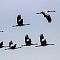 Kraniche-Grus-grus-Eurasian-crane.jpg