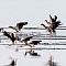 Flight-of-the-wild-geese.jpg